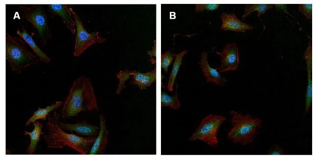WB analysis of 50 ug of various whole cell lysates using GTX15794 gamma Tubulin antibody [4D11]. Dilution : 1:1000