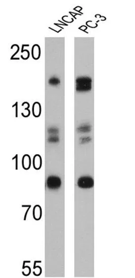 WB analysis of COS cells using GTX15795 SRC1 antibody [1135/H4].