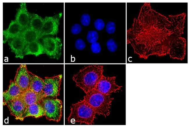 ICC/IF analysis of HeLa cells using GTX15796 PRC1 antibody [16F2]. Panel e is a no primary antibody control. Green : Primary antibody Blue : Nuclei Red : Actin Fixation : 4% paraformaldehyde Permeabilization : 0.1% Triton X-100 for 10 minute Dilution : 2 microg/ml in 0.1% BSA and incubated for 3 hours at room temperature