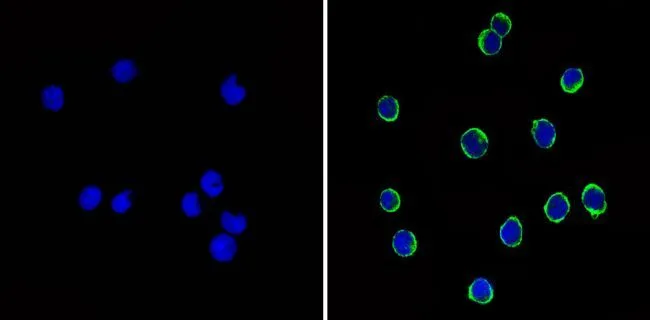 ICC/IF analysis of NIH-3T3 cells using GTX15834 CD44 antibody [1M7.8.1]. Cells were probed without (left) or with(right) an antibody.