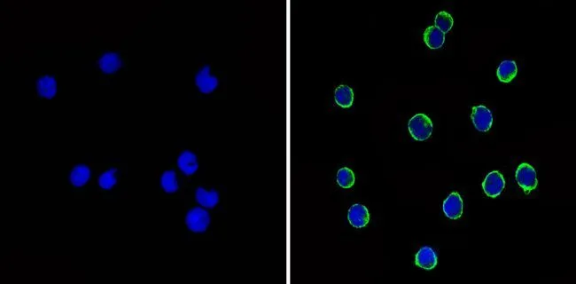 ICC/IF analysis of BAF-3 cells using GTX15834 CD44 antibody [1M7.8.1]. Cells were probed without (left) or with(right) an antibody. Green : Primary antibody Blue : Nuclei Fixation : Formalin Permeabilization : 0.1% Triton X-100 in TBS for 5-10 minute Dilution : 1:20 overnight at 4oC