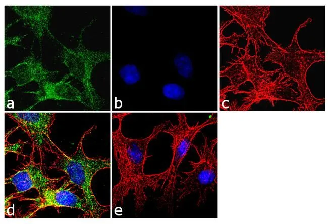 ICC/IF analysis of HepG2 cells using GTX15837 Cytochrome P450 3A5 antibody [F18 P3 B6]. Panel e is a no primary antibody control. Green : Primary antibody Blue : Nuclei Red : Actin Fixation : 4% paraformaldehyde Permeabilization : 0.1% Triton X-100 for 10 minute Dilution : 1:250 dilution in 0.1% BSA and incubated for 3 hours at room temperature