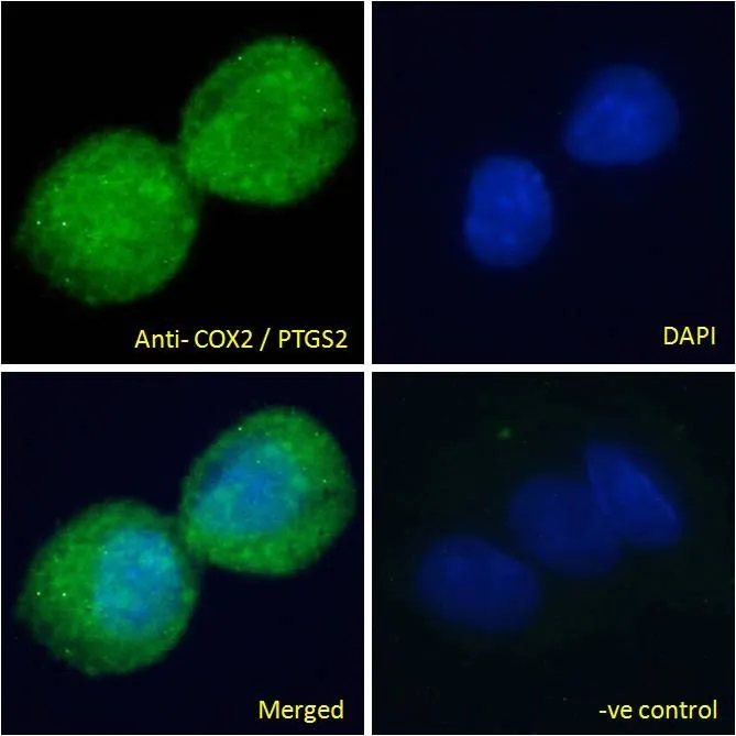 ICC/IF analysis of PFA fixed HepG2 cells using GTX15839 COX2 antibody, C-term. Green : Primary antibody Blue : DAPI Negative control : Unimmunized goat IgG Permeabilization : 0.15% Triton Dilution : 10microg/ml