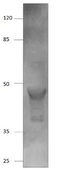 WB analysis of AMACR recombinant protein using GTX15893 AMACR antibody. Dilution : 1:250