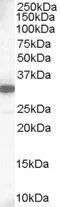 WB analysis of human lung lysate using GTX16013 MCL1 antibody,C-term. Dilution : 1ug/ml Loading : 35ug protein in RIPA buffer