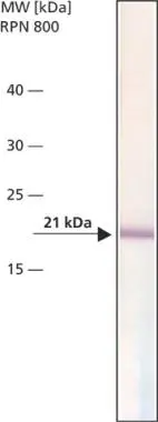 MCF-7 activated with 1 microM Dexamethasone was separated on SDS-PAGE and probed with Monoclonal PA to BAX (MO) CL:2D2 (GTX16119). The antibody was developed with with Alkaline Phosphatase APA Mouse Fab ads HIgG conjugate and an NBT/BCIP substrate. Antibody dilution 5 microg/mL. MCF-7 activated with 1 microM Dexamethasone was separated on SDS-PAGE and probed with Monoclonal PA to BAX (MO) CL:2D2 (GTX16119). The antibody was developed with with Alkaline Phosphatase APA Mouse Fab ads HIgG conjugate and an NBT/BCIP substrate. Antibody dilution 5 microg/mL.