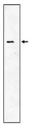 SRPR alpha antibody SRPR alpha antibody