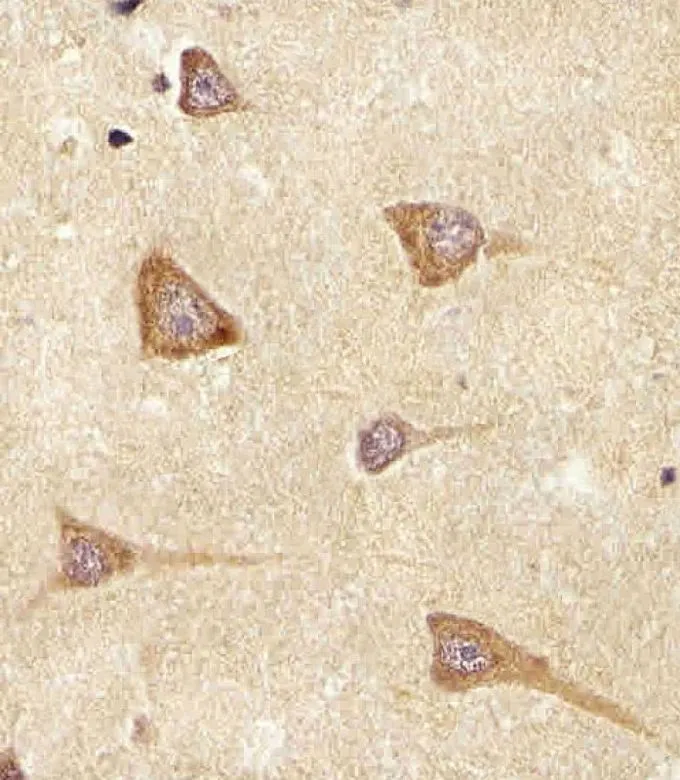 IHC-P analysis of human brain tissue using GTX16256 Epiregulin antibody. Antigen retrieval : heat-induced antigen retrieval with a citrate buffer (pH6) Dilution : 1:25