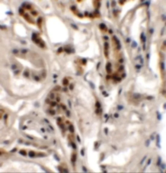 IHC-P analysis of human kidney tissue using GTX16275 DPAGT1 antibody. Working concentration : 2.5 microg/ml
