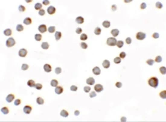 ICC/IF analysis of 293 cells using GTX16279 HIGD1A antibody. Working concentration : 2.5 microg/ml