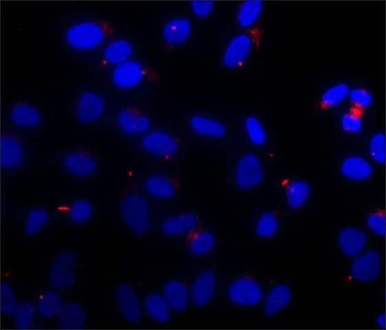 ICC/IF analysis of HeLa cells using GTX16292 Tubulin (Acetyl Lys40) antibody [6-11B-1] at 1:2000 (red) with DAPI(blue). Cells were fixed and permeabilized with 4% paraformaldehyde followed by 0.5% Triton? X-100.