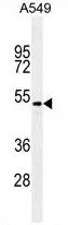 WB analysis of A549 cell lysate (35microg/lane) using GTX16335 TGF beta 2 antibody [220ct16.4.3.1].
