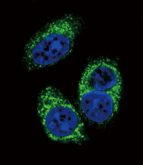 ICC/IF analysis of A549 cells using GTX16335 TGF beta 2 antibody [220ct16.4.3.1]. Green : TGF beta 2 Blue : DAPI