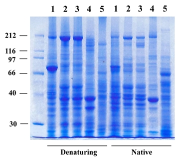 Protein profiles of animal tissues extracted by denaturing lysis buffer and native lysis buffer. Extracted proteins were separated in 10% SDS-PAGE and stained with coomassie blue. Lane 1, drosophila larvae; lane 2, drosophila pupa; 3, adult drosophila; 4, gold fish muscle and 5, mouse liver. Courtesy of a GeneTex collaborating partner.