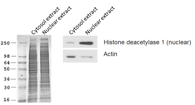 293T cells' cytoplasmic and nuclear proteins were extracted by 8-min. Cytoplasmic & Nuclear Protein Extraction Kit (Cat.# GTX16374).Courtesy of a GeneTex collaborating partner. A. SDS-PAGE gel shows the profiles of extracted cytoplasmic proteins and nuclear proteins. B. The proteins from the gel were transferred to nitrocellulose membrane and probed with Histone deacetylase 1 (HDAC1) antibody (nuclear marker) and Actin antibody (cytoplasmic marker).