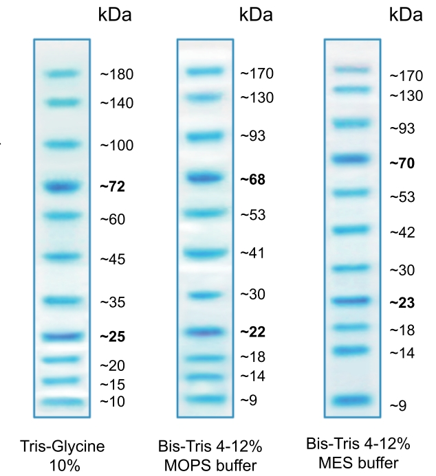 Migration patterns of Trident Blue Prestained Protein Ladder in different electrophoresis conditions