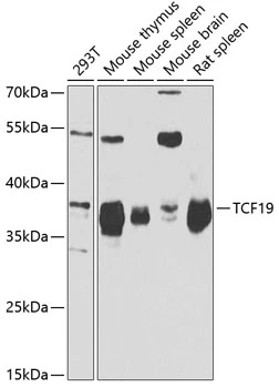 WB analysis of various sample lysates using GTX16440 TCF19 antibody. Dilution : 1:1000 Loading : 25microg per lane WB analysis of various sample lysates using GTX16440 TCF19 antibody. Dilution : 1:1000 Loading : 25microg per lane
