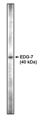 Western blot analysis using anti-EDG-7 CT antibody on RH7777 cell lysates transfected with full length human EDG-7.