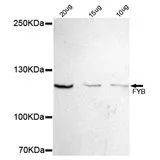 WB analysis of Jurkat cell lysate using GTX16480 FYB antibody [2H9-H6-G10]. Dilution : 1:500