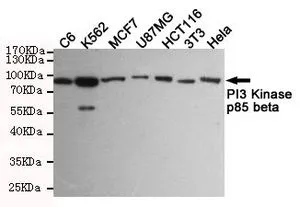 WB analysis of various cell lysates using PI3K p85 beta antibody [8D9-D5-F8] at a dilution of 1:1000.