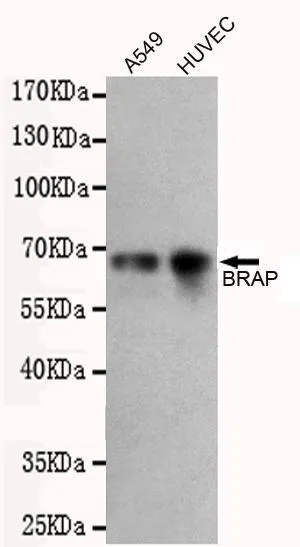 WB analysis of A549 and HUVEC cell lysates using BRAP antibody [1E7-C9-D10-B10] at a dilution of 1:500.
