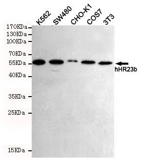 WB analysis of various cell lysates using hHR23b antibody [5H1-A10-A7] at a dilution of 1:1000.