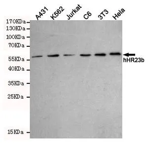 WB analysis of various cell lysates using hHR23b antibody [5H1-A10-A7] at a dilution of 1:1000.