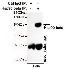 WB analysis of various cell lysates using Hsp90 beta antibody [3B9-D4-G4] at a dilution of 1:2000.