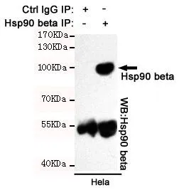 IP analysis was performed with HeLa lysates and either control IgG or Hsp90 beta antibody [3B9-D4-G4]. The precipitates were detedcted by the same antibody.