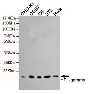 WB analysis of various cell lysates using HP1 gamma antibody [5G10-F7-A12] at a dilution of 1:1000.