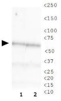 WB analysis of (1) HeLa and (2) COS-7 cell lysate using GTX16494 CHAF1B antibody [SS 24 1-68].