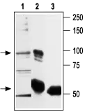 Anti-TRPV2 - Western blot analysis of rat brain membrane (1,2) and RBL lysates (3,4): 1,3. Anti-TRPV2 antibody,(1:200). 2,4. Anti-TRPV2 antibody,preincubated with the control peptide antigen.