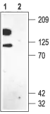 WB analysis of rat brain membrane lysate using GTX16640 Kv2.1 antibody preincubated with or without immunogen peptide. Dilution : 1:500