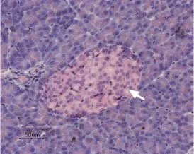 IHC-P analysis of rat pancreas tissue using GTX16647 KCNK5 antibody. Strong and highly specific staining is evident only in endocrine cells (arrow). ?Hematoxilin is used as the counterstain. Dilution : 1:50 IHC-P analysis of rat pancreas tissue using GTX16647 KCNK5 antibody. Strong and highly specific staining is evident only in endocrine cells (arrow). ?Hematoxilin is used as the counterstain. Dilution : 1:50