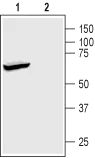 WB analysis of rat brain membrane lysate using GTX16653 Trek1 antibody preincubated with or without immunogen peptide. Dilution : 1:200 WB analysis of rat brain membrane lysate using GTX16653 Trek1 antibody preincubated with or without immunogen peptide. Dilution : 1:200