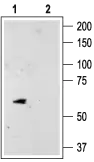 Anti-K2P10.1_(TREK-2) - Western blot analysis of rat cerebellum lysate: 1. Anti-K2P10.1 (TREK-2) antibody,(1:200). 2. Anti-K2P10.1 (TREK-2) antibody,preincubated with the control peptide antigen.