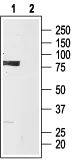 WB analysis of rat brain lysate using GTX16656 HCN3 antibody preincubated with or without immunogen peptide. Dilution : 1:200