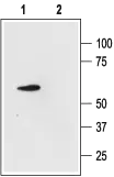 WB analysis of rat cerebellum lysate using GTX16684 KCNK4 antibody preincubated with or without immunogen peptide. Dilution : 1:200