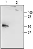 WB analysis of HEK-293-KCNK4 ?transfected cell lysates using GTX16684 KCNK4 antibody preincubated with or without immunogen peptide. Dilution : 1:200