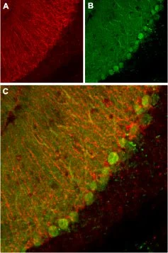 IHC-Fr analysis of mouse cerebellum tissue using GTX16685 KCNK1 antibody. Panel A : KCNK1 ?channel appears in glial processes (red). Panel B : Staining of Purkinje nerve cells with mouse anti-calbindin D28K (a calcium binding protein, green). Panel C : Merge of KCNK1 ?channel and calbindin D28K demonstrates the separate localization of these proteins. IHC-Fr analysis of mouse cerebellum tissue using GTX16685 KCNK1 antibody. Panel A : KCNK1 ?channel appears in glial processes (red). Panel B : Staining of Purkinje nerve cells with mouse anti-calbindin D28K (a calcium binding protein, green). Panel C : Merge of KCNK1 ?channel and calbindin D28K demonstrates the separate localization of these proteins.