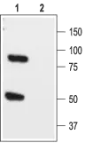 WB analysis of rat brain lysate using GTX16685 KCNK1 antibody preincubated with or without immunogen peptide. Dilution : 1:200