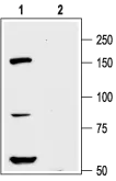WB analysis of rat cortex lysate using GTX16687 Kv12.1 antibody preincubated with or without immunogen peptide. Dilution : 1:200 WB analysis of rat cortex lysate using GTX16687 Kv12.1 antibody preincubated with or without immunogen peptide. Dilution : 1:200