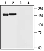 WB analysis of rat brain (1 and 3) and rat cortex ( 2 and 4) lysates using GTX16688 KCNH6 antibody preincubated with or without immunogen peptide. Dilution : 1:200
