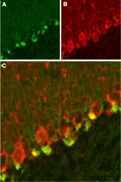 Anti-KVbeta2 - Western blot analysis of rat brain lysate (lanes 1 and 3) and membranes (lanes 2 and 4): 1,2. Anti-Kv?2 antibody,(1:200). 3,4. Anti-Kv?2 antibody,preincubated with the control peptide antigen.