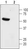 WB analysis of mouse brain membrane lysates using GTX16693 KCNK13 antibody preincubated with or without immunogen peptide. Dilution : 1:200