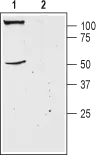 WB analysis of mouse brain membrane lysates using GTX16694 TRESK antibody preincubated with or without immunogen peptide. Dilution : 1:200