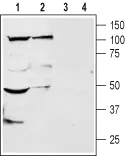 WB analysis of rat brain (lanes 1 and 3) and dorsal root ganglion (lanes 2 and 4) membrane lysates using GTX16694 TRESK antibody preincubated with or without immunogen peptide. Dilution : 1:200