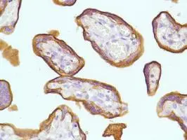 Human Placenta stained with anti-PLAP antibody