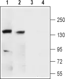 WB analysis of rat (lanes 1 and 3) and mouse (lanes 2 and 4) brain ?membrane lysates using GTX16725 Maxi Potassium channel alpha antibody preincubated with or without immunogen peptide.<br>Dilution : 1:200