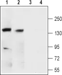 WB analysis of rat (lanes 1 and 3) and mouse (lanes 2 and 4) brain ?membrane lysates using GTX16725 Maxi Potassium channel alpha antibody preincubated with or without immunogen peptide. Dilution : 1:200 WB analysis of rat (lanes 1 and 3) and mouse (lanes 2 and 4) brain ?membrane lysates using GTX16725 Maxi Potassium channel alpha antibody preincubated with or without immunogen peptide. Dilution : 1:200